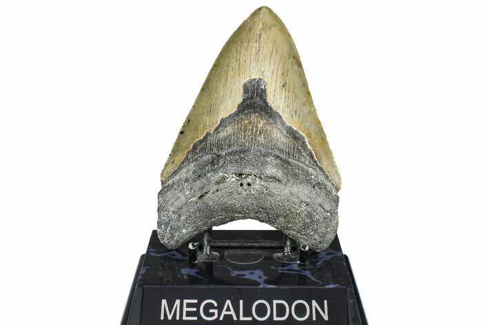 Serrated, Fossil Megalodon Tooth - North Carolina #363744
